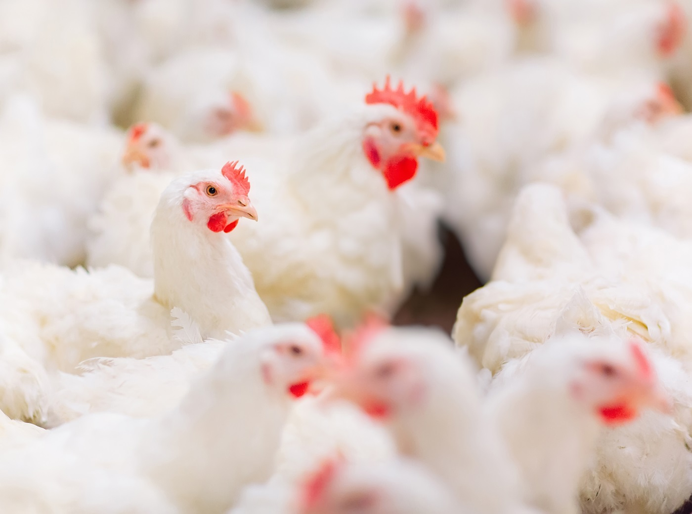 Optimising poultry processing: how Habasit solved a high-impact belt challenge