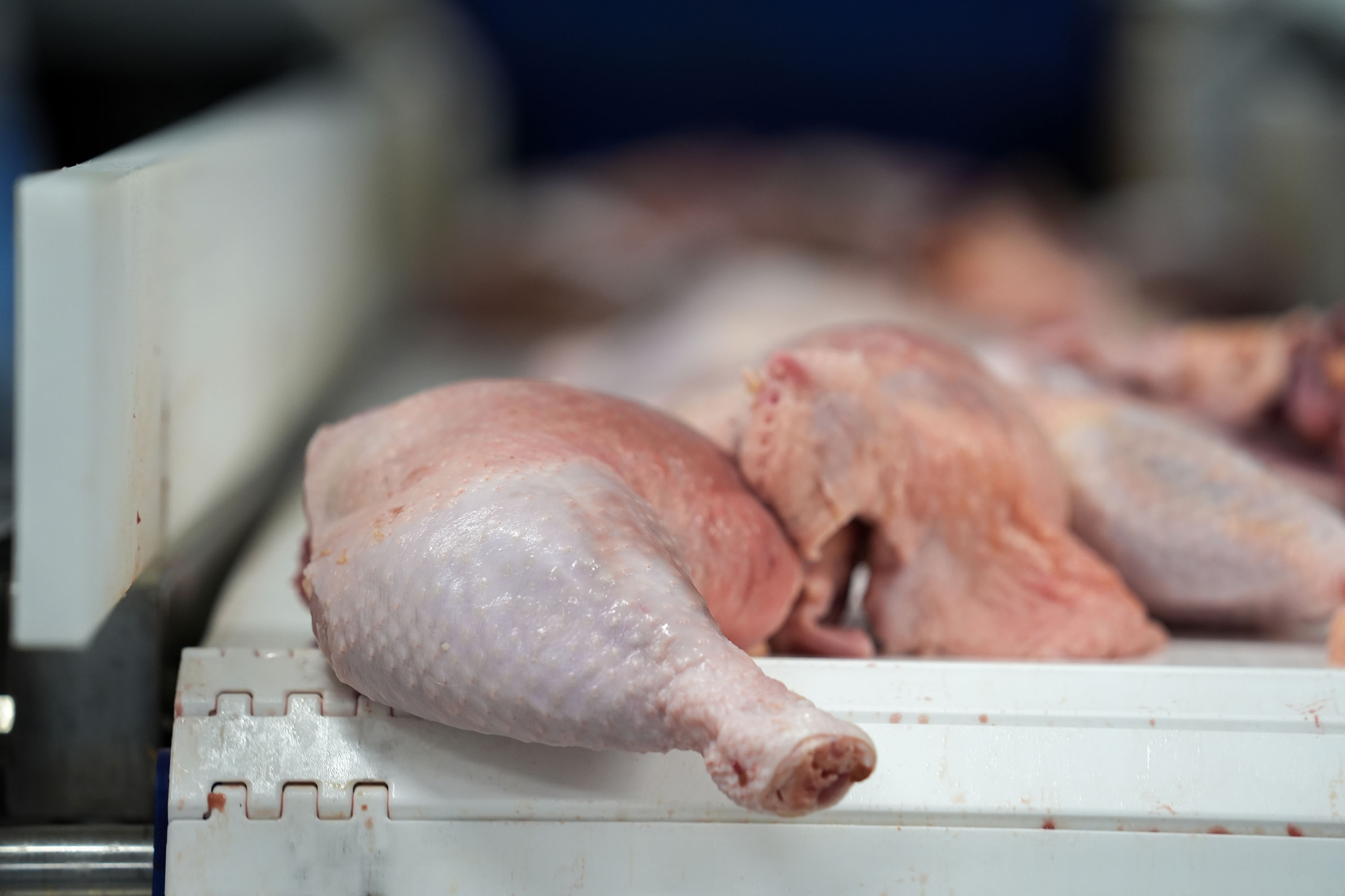 Drumsticks conveyed on Supe rHyCLEAN belt